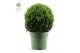 Buxus sempervirens Buxus semp. Ball Ø50cm P33cm diameter 