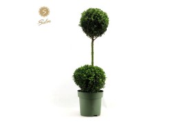 Buxus sempervirens Buxus semp. Duo-Ball on Stem