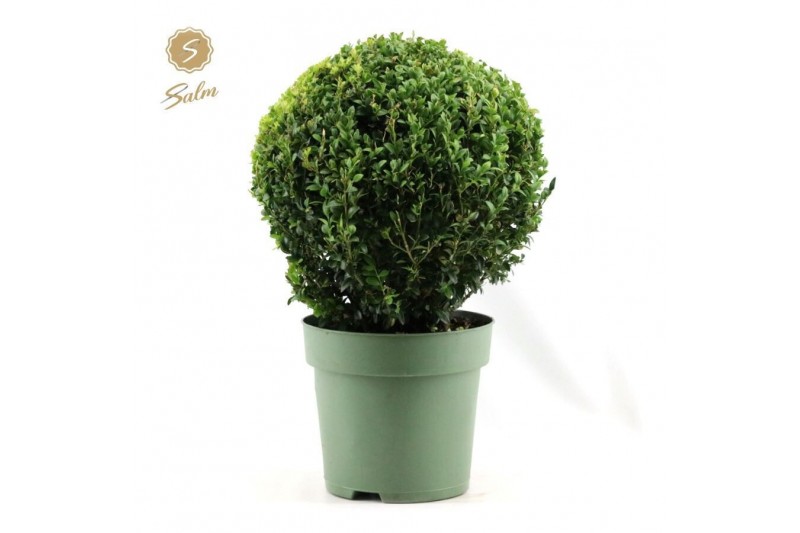 Buxus sempervirens Buxus semp. Ball Ø32cm P24cm diameter 