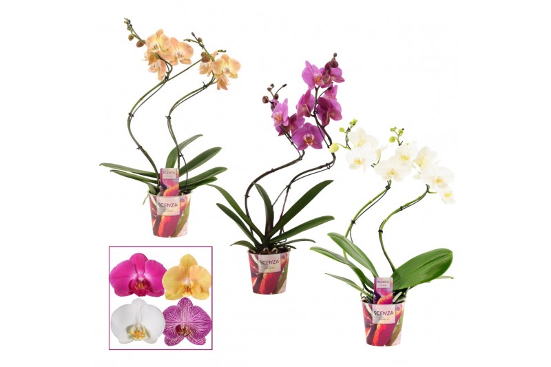 Phalaenopsis mix Phalaenopsis hurricane mix (Scenza)14 bl. 2 tak/plnt 