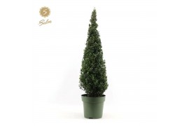 Ilex crenata Ilex crenata Pyramid 100cm P27