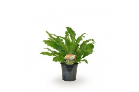 Asplenium nidus campio Asplenium Campio