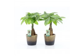 Pachira aquatica Pachira Aquatica gevlochten stam in Lunar keramiek 5 