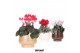 Cyclamen pers. midi Cyclamen mix in Scandic pot gold mix 25 cm diamete 