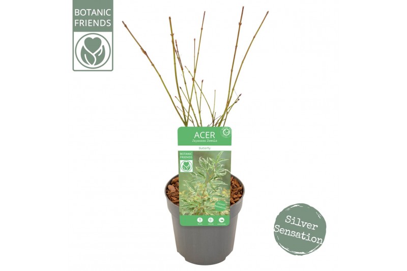 Acer palmatum butterfly Acer palm. Butterfly1 pp 