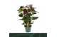 Anthurium andr. essencia Anthurium Essencia 14cm5 bl. 