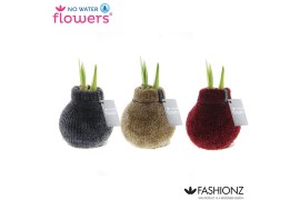 Hippeastrum gewaxt No Water Flowers® Fashionz Cozy Teddy2 tak/plnt