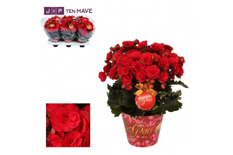 Begonia elatior du. grace Winterbegonia Grace 14 cm KARPRIJS/VOLLE CC1 