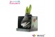 Hippeastrum gewaxt No Water Flowers Waxz® Artooz Earth Black Boxz(Deco 