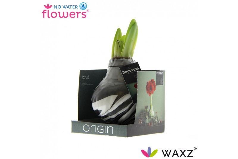Hippeastrum gewaxt No Water Flowers Waxz® Artooz Earth Black Boxz(Deco 