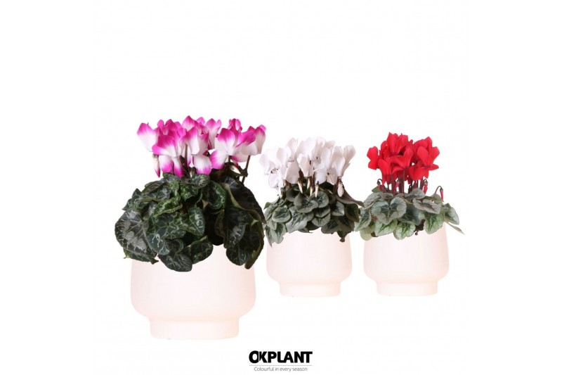 Cyclamen pers. midi Cyclamen mix in Scandic pot white 25 cm diameter 8 