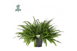 Nephrolepis exaltata green lady Air So Pure - Hangpot