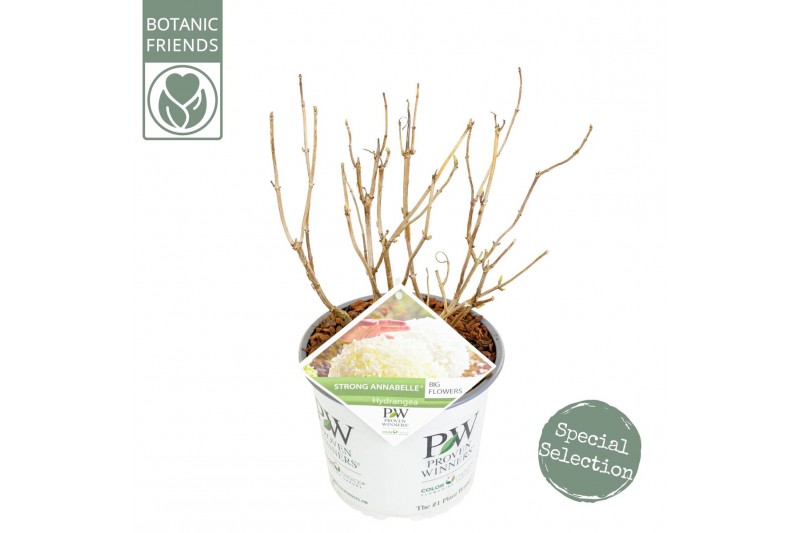 Hydrangea arborescens incrediball Hydrangea arbo. Strong Annabelle® 