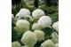 Hydrangea arborescens incrediball Hydrangea arbo. Strong Annabelle® 