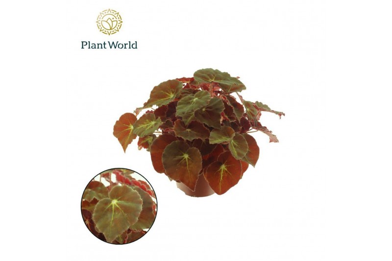 Begonia blad rex magic colours montuno Begonia rex Montuno 3 pp 