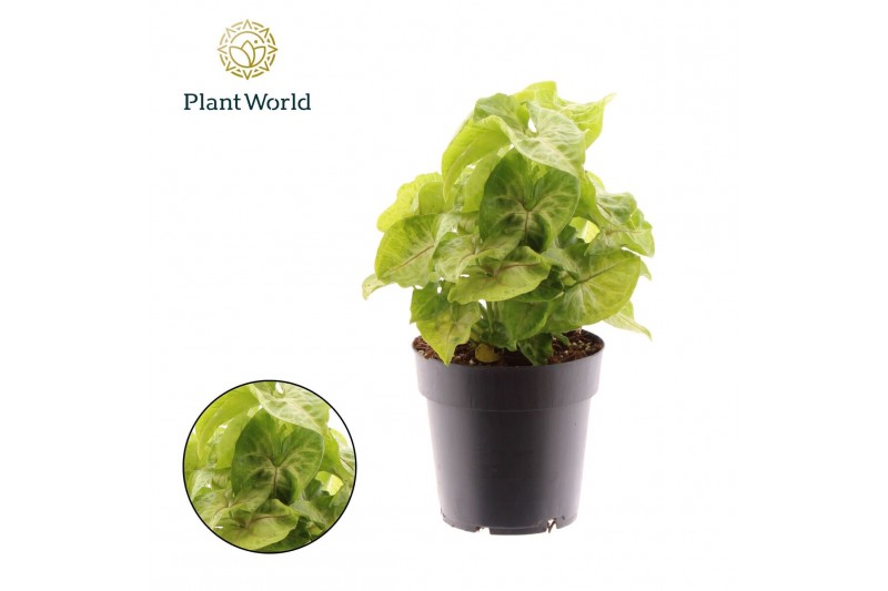 Syngonium Golden Allusion Syngonium Golden 1 pp 