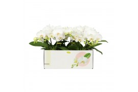 Phalaenopsis wit Shorty P12 Kort Champagne 2 spike 25 bl. 2 tak/plnt