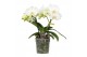 Phalaenopsis wit Shorty P12 Kort Champagne 2 spike 25 bl. 2 tak/plnt 