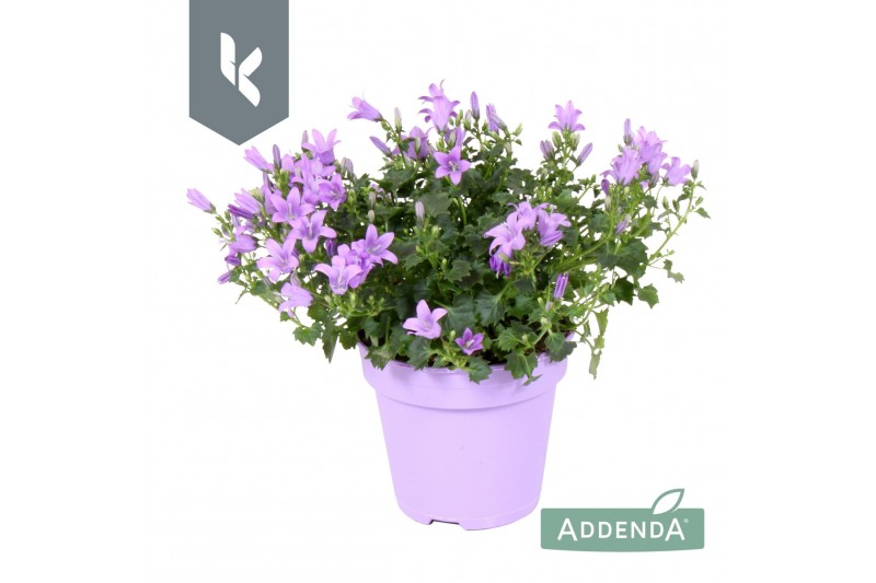 Campanula port. ambella lavender Campanula Ambella Lavender in ton sur 