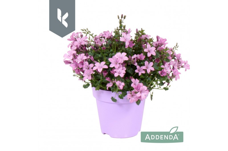 Campanula port. ambella pink Campanula Ambella Pink in ton sur ton 