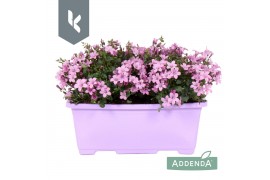 Campanula port. ambella pink Campanula Ambella Pink in balkonbak