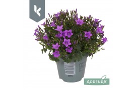 Campanula port. ambella intens purple Campanula Ambella Intens Purple