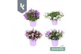 Campanula portenschlagiana Ambella gemengd Campanula Addenda Mix in de
