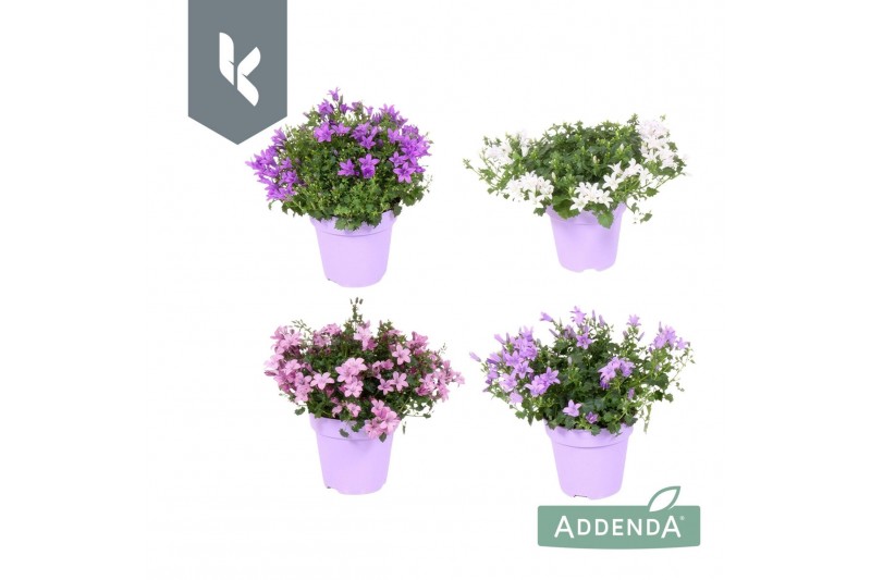 Campanula portenschlagiana Ambella gemengd Campanula Addenda Mix in de 