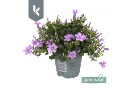 Campanula port. ambella lavender Campanula Ambella Lavender