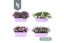 Campanula addenda mixkar Campanula Ambella - Balkonbak - Mixlaag (3 kl
