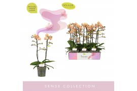 Phalaenopsis multiflora geel Aromio Spicy 2 spike20 bl. 2 tak/plnt 500