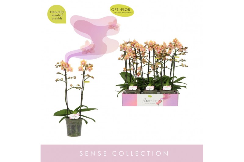 Phalaenopsis multiflora geel Aromio Spicy 2 spike20 bl. 2 tak/plnt 500 