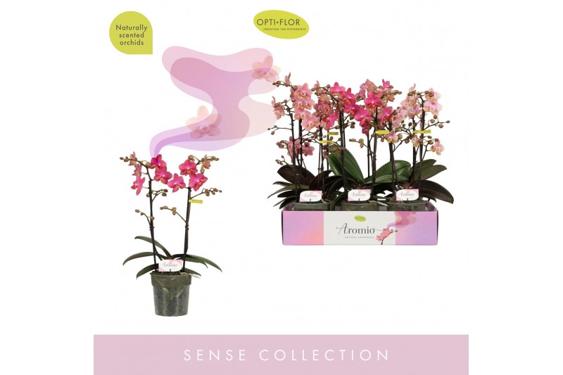 Phalaenopsis multiflora mix Aromio Mix 2 spike20 bl. 2 tak/plnt 500 