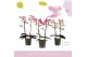 Phalaenopsis multiflora mix Aromio Mix 2 spike20 bl. 2 tak/plnt 500 