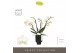 Phalaenopsis multiflora wit Theatro Funk 4 spike in Emilia Dark Brown  