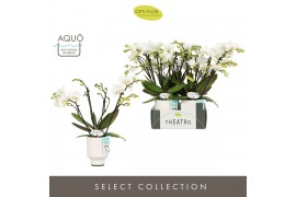 Phalaenopsis multiflora wit Theatro Funk 4 spike in Emilia White Aquo 