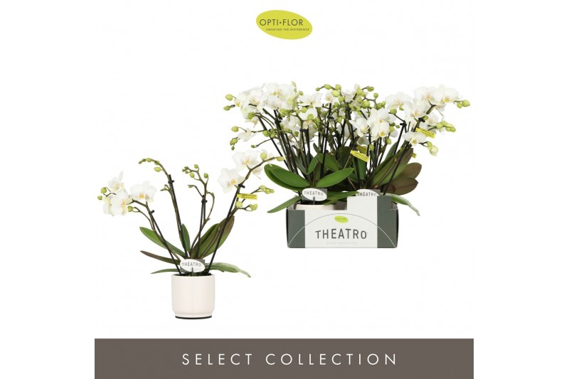Phalaenopsis multiflora wit Theatro Funk 4 spike in Lazio White 16 bl. 