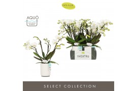 Phalaenopsis multiflora wit Theatro Funk 4 spike in Molise White Aquo 