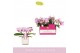Phalaenopsis multiflora roze Amorosso Merlini in Lazio White 15 bl. 3  