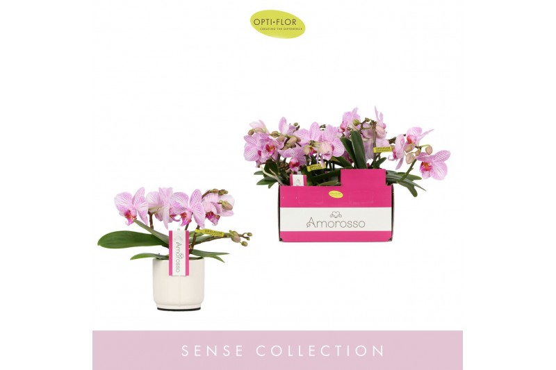 Phalaenopsis multiflora roze Amorosso Merlini in Lazio White 15 bl. 3  