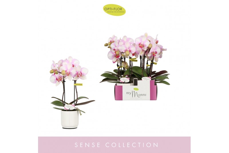 Phalaenopsis roze MyMonro Make-up 2 spike in Lazio White 6 bl. 2 tak/p 