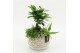 Arrangementen kamerplanten GRCR-2622 Green Essentials 3 pp 