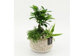 Arrangementen kamerplanten GRCR-2622 Green Essentials 3 pp