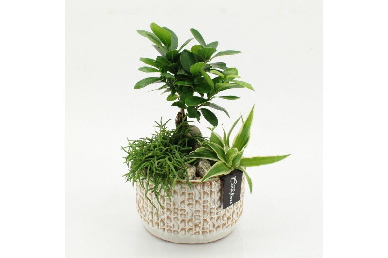 Arrangementen kamerplanten GRCR-2622 Green Essentials 3 pp 
