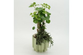 Arrangementen kamerplanten GRCR-2639 Green Essentials 2 pp