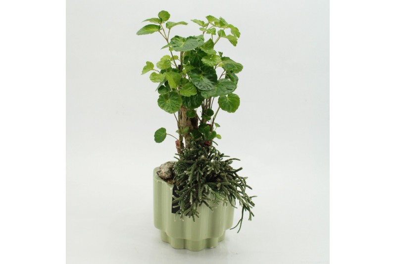 Arrangementen kamerplanten GRCR-2639 Green Essentials 2 pp 