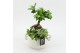 Arrangementen kamerplanten GRCR-2660 Green Essentials 3 pp 