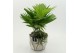 Arrangementen kamerplanten GRCR-2657 Green Essentials 2 pp 