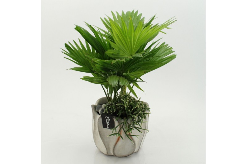 Arrangementen kamerplanten GRCR-2657 Green Essentials 2 pp 