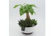 Arrangementen kamerplanten GRCR-2661 Green Essentials 4 pp 